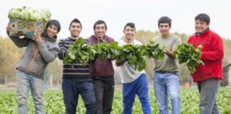 SE SOLICITA PERSONAL PARA COOPERATIVA AGRÍCOLA (ENVASADORES Y PEONES AGRÍCOLAS). CON O SIN EXPERIENCIA, BUEN SALARIO Personal Para Cooperativa Agrícola Envasadores y Peones Agrícolas Empleo en Almería Empleo sin experiencia en España Personnel for Agricultural Cooperative Packers and Agricultural Laborers