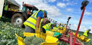 SE SOLICITA RECOLECTOR/A DE BRÓCOLI EN CAMPO (CON O SIN EXPERIENCIA), 5 DÍAS A LA SEMANA. PAGO 1400 € AL MES Recolector de Brócoli en España Empleo en Murcia Empleo sin experiencia en España Broccoli Picker in the Field Agricultural laborers in Spain Jobs without experience in Spain