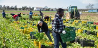 SE SOLICITAN 7 TRABAJADORES AGRÍCOLAS PARA GRANJA DE VEGETALES, CON O SIN EXPERIENCIA. PAGO $2064 HASTA $4128 POR MES Trabajadores Agrícolas Para Granja de Vegetales en Canadá Empleo en Ontario Empleo sin experiencia en Canadá Agricultural Workers for Vegetable Farm in Canada