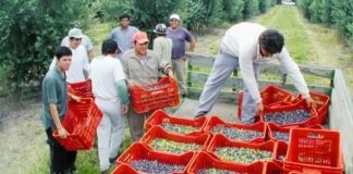 SE SOLICITAN TRABAJADORES/AS AGRÍCOLAS PARA LA CAMPAÑA DE ACEITUNA (CON O SIN EXPERIENCIA), 5 VACANTES. BUEN SALARIO Trabajadores Agrícolas en España Campaña de Aceituna en España Empleo en Andújar Jaén Empleo en Andalucía Empleo sin experiencia Agricultural Workers in Spain Olive Campaign in Spain