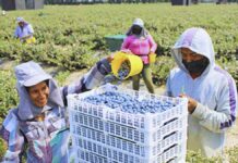 SE BUSCAN 10 TRABAJADORES/AS AGRÍCOLAS PARA CAMPOS DE ARÁNDANOS DE APPLING BLUEBERRY FARMS EN BAXLEY, GEORGIA (1 MES DE EXPERIENCIA, H-2A TEMPORAL), 35 HORAS SEMANALES. PAGO DE $12.57 POR HORA Trabajadores Agrícolas en USA Cultivo de arandanos en Estados Unidos Empleo en Loris Empleo en Carolina del Sur Agricultural Workers in the USA Blueberry cultivation in the United States