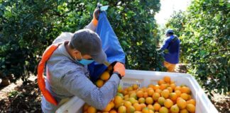 SE SOLICITAN TRABAJADORES AGRÍCOLAS PARA GRANJA DE CÍTRICOS, TURNO DE MAÑANA. 35 HORAS SEMANALES, PAGO $19.75 POR HORA Trabajadores Agrícolas en USA Granja de Cítricos en USA Empleo en California Agricultural Workers in the USA Citrus Farm in the USA Employment in California