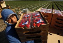 SE NECESITAN 437 TRABAJADORES AGRÍCOLAS PARA COSECHA DE FRESA Y CÍTRICOS EN FLORIDA (NO REQUIERE EXPERIENCIA). PAGO $15.00 POR HORA Trabajadores Agrícolas y Obreros Cosecha de Fresas Arándanos Moras Empleo en Florida Trabajadores Agrícolas en USA Agricultural Workers and Laborers Harvesting Trabajadores agrícolas en Florida