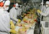 SE BUSCAN TRABAJADORES/AS CON O SIN EXPERIENCIA PARA EMPRESA PRODUCTORA Y COMERCIALIZADORA DE PRODUCTOS AVÍCOLA. PAGO $22.56 POR HORA, 35 A 40 HORAS SEMANALES Trabajadores Para Empresa Productora y Comercializadora de Productos Avícola en Canadá Workers for a Company that Produces and Markets Poultry Products in Canada