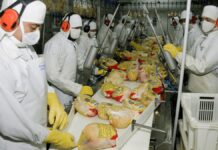 SE BUSCAN TRABAJADORES/AS CON O SIN EXPERIENCIA PARA EMPRESA PRODUCTORA Y COMERCIALIZADORA DE PRODUCTOS AVÍCOLA. PAGO $22.56 POR HORA, 35 A 40 HORAS SEMANALES Trabajadores Para Empresa Productora y Comercializadora de Productos Avícola en Canadá Workers for a Company that Produces and Markets Poultry Products in Canada