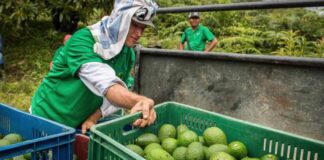 SE SOLICITAN 30 TRABAJADORES DE CAMPO/RECOLECTORES DE CÍTRICOS Y AGUACATE (NO REQUIERE EXPERIENCIA), 1ER TURNO. SALARIO $19.75 POR HORA + HORAS EXTRAS Trabajadores de Campo Recolectores de Cen USA Empleo en California Empleo sin experiencia en USA Field Workers Cen Collectors USA Employment in California Employment without experience in the USA
