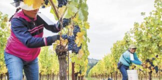 SE BUSCAN TRABAJADORES/AS DE VIÑEDO (4 PUESTOS), EXPERIENCIA NO REQUERIDA; SE PROPORCIONARÁ CAPACITACIÓN. BUEN PAGO Trabajadores de Viñedo en Estados Unidos Empleo en Kerrville Empleo en Texas Empleo sin experiencia en USA Vineyard Workers in the United States Jobs in Texas Jobs without experience in the USA