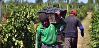 SE INCORPORAN TRABAJADORES/AS DE VIÑEDO (POCA EXPERIENCIA), 7 VACANTES. PAGO $19.75 POR HORA + BONOS, HORAS EXTRAS Y BENEFICIOS Trabajadores de Viñedo en USA Empleo en California Viñedo en Estados Unidos Vineyard Workers in the USA Employment in California Vineyard in the United States