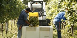 SE SOLICITAN 4 TRABAJADORES/AS DE VIÑEDO (NO REQUIERE EXPERIENCIA, SE CAPACITARÁ), 35 HORAS SEMANALES DE LUNES A VIERNES. BUEN PAGO Trabajadores de Viñedo en USA Hye empleo en Texas Empleo sin experiencia en USA Vineyard Workers in the USA Hye employment in Texas Employment without experience in the USA