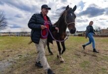 SE SOLICITA AYUDANTE PARA GRANJA DE CABALLOS (CON O SIN EXPERIENCIA), PAGO ENTRE $18.00 A $20.00 POR HORA Ayudante Para Granja de Caballos en Canadá Empleo en Ontario Empleo sin experiencia en Canadá Horse Farm Helper in Canada Jobs in Ontario Jobs without experience in Canada