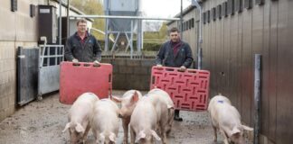 SE NECESITAN CUIDADORES DE ANIMALES PORCINOS (CON O SIN EXPERIENCIA), BUEN SUELDO Y BENEFICIOS Cuidadores de Animales Porcinos en USA empleado para granja en Estados Unidos Empleo sin experiencia en USA Swine Animal Caretakers in the USA