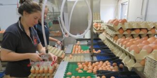 SE SOLICITAN EMPACADORES/AS DE HUEVOS (NO REQUIERE EXPERIENCIA, SE CAPACITARÁ). BUEN SALARIO + PAQUETE DE BENEFICIOS Empacadores de Huevos en USA Empleo sin experiencia en Estados Unidos empleo en Arlington empleo en Arizona Egg Packers in the USA Jobs without experience in the United jobs in Arizona