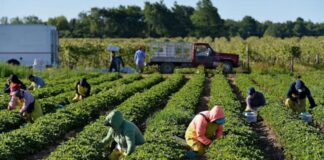 SE REQUIERE PEÓN AGRÍCOLA (HOMBRE O MUJER), PARA GRANJA ECOLÓGICA. INCORPORACIÓN INMEDIATA, BUEN SUELDO Peón Agrícola en España Empleo en Santa Cruz de Tenerife Agricultural Laborer in Spain Employment in Santa Cruz de Tenerife