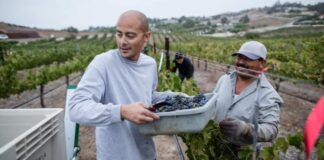 SE NECESITA PEÓN/A PARA MANTENIMIENTO DE VIÑEDOS (CON O SIN EXPERIENCIA), 40 HORAS SEMANALES. SALARIO 10,07€ POR HORA Peón de Mantenimiento de Viñedos en Tremoedo Empleo en Pontevedra Empleo sin experiencia en España Vineyard Maintenance Laborer in Tremoedo Jobs in Pontevedra