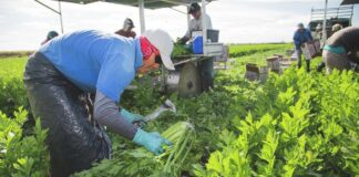 SE SOLICITAN PEONES/AS AGRÍCOLAS (COSECHA DE APIO), TURNO DE MAÑANA. 35 PUESTOS DISPONIBLES, PAGO $19.75 POR HORA Peones Agrícolas en USA Trabajadores de Campo en USA Cosecha de Apio en USA Empleo en California Farm Laborers Celery Harvest in the USA Employment in California