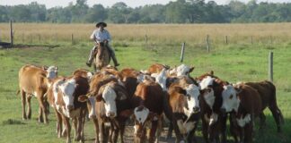 SE SOLICITA TRABAJADOR GANADERO (POCA EXPERIENCIA), 1ER TURNO. PAGO $18.32 POR HORA, 48 HORAS SEMANALES Trabajador Ganadero en USA empleo en Mellette Dakota del Sur Livestock Worker in USA jobs in Mellette South Dakota