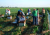 SE SOLICITAN TRABAJADORES/AS AGRÍCOLAS RESPONSABLES Y COMPROMETIDOS (5 PUESTOS), NO REQUIERE EXPERIENCIA. BUEN PAGO Trabajadores Agrícolas en USA Empleo de Peón Agrícola en Estados Unidos empleo sin experiencia en Estados Unidos Agricultural Workers in the USA Agricultural Labor