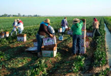 SE SOLICITAN TRABAJADORES/AS AGRÍCOLAS RESPONSABLES Y COMPROMETIDOS (5 PUESTOS), NO REQUIERE EXPERIENCIA. BUEN PAGO Trabajadores Agrícolas en USA Empleo de Peón Agrícola en Estados Unidos empleo sin experiencia en Estados Unidos Agricultural Workers in the USA Agricultural Labor