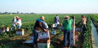 SE SOLICITAN TRABAJADORES/AS AGRÍCOLAS RESPONSABLES Y COMPROMETIDOS (5 PUESTOS), NO REQUIERE EXPERIENCIA. BUEN PAGO Trabajadores Agrícolas en USA Empleo de Peón Agrícola en Estados Unidos empleo sin experiencia en Estados Unidos Agricultural Workers in the USA Agricultural Labor