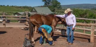 SE SOLICITAN TRABAJADORES/AS PARA GRANJA DE CABALLOS (3 PUESTOS), NO REQUIERE EXPERIENCIA. SALARIO APROX. $3450 AL MES Trabajadores Para Granja de Caballos Empleo en Oklahoma Granja de Caballos en USA Empleo sin experiencia en USA Horse Farm Workers Jobs in Oklahoma Horse Farms in the USA