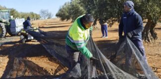 SE SOLICITAN TRABAJADORES DE CAMPO (7 PUESTOS), POCA EXPERIENCIA. CONTRATO ESTABLE, CAPACITACIÓN Y BUEN PAGO Trabajadores de Campo Geyserville Empleo en Californias Geyserville Field Workers Employment in California