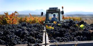 SE BUSCAN 26 TRABAJADORES/AS DE CAMPO (UVAS DE VINO), POCA EXPERIENCIA. PAGO $19.75 POR HORA + BONOS Y BENEFICIOS DE SALUD Trabajadores de Campo Uvas de Vino Empleo de peón en Estados Unidos Viñedo en USA Empleo en California Vineyard in the USA Employment in California