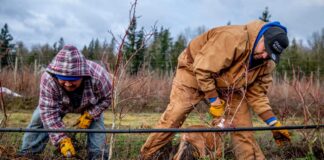 SE NECESITAN 4 TRABAJADORES DE RANCHO 5 DÍAS A LA SEMANA (NO REQUIERE EXPERIENCIA), BUEN PAGO POR HORA Y BENEFICIOS Trabajadores de Rancho en USA Empleo en Woodsboro Empleo en Texas Empleo sin experiencia en USA Ranch Workers in the USA Jobs in Woodsboro Jobs in Texas Jobs without experience in the USA