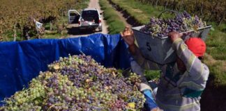 SE SOLICITAN TRABAJADORES/AS DE VIÑA (6 VACANTES), NO REQUIERE EXPERIENCIA. SE OFRECE BUEN PAGO POR HORA Y BENEFICIOS Trabajadores de Viña en Texas Empleo de peón en Estados Unidos Empleo sin experiencia en USA Vineyard Workers in Texas Employment without experience in the USA