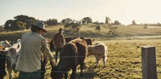 SE BUSCA AYUDANTE DE RANCHO (NO REQUIERE EXPERIENCIA), 40 HORAS SEMANALES. PAGO $19.21 POR HORA Ayudante de Rancho en Groton empleo en Dakota del Sur Empleo sin experiencia en USA Ranch Helper in Groton job in South Dakota Job without experience in the USA