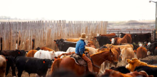 SE SOLICITAN 3 AYUDANTES DE RANCHO (HOMBRES Y MUJERES), 40 HORAS SEMANALES, SALARIO APROX $3070 AL MES Ayudantes de Ranchp Mano de Rancho McCook empleo Trabajadores Ganaderos empleado para granja en USA Ranch Livestock Workers/Hands employed