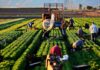 SE PRECISA PEÓN AGRÍCOLA (H/M), PARA LABORES DE CAMPO. CONTRATO ESTABLE, BUEN SUELDO Y BENEFICIOS Peón Agrícola Hombre y Mujer Granja de Verduras y Frutas en España Empleo sin experiencia en España Agricultural Laborers Vegetable and Fruit Farm