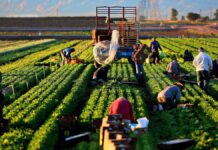 SE PRECISA PEÓN AGRÍCOLA (H/M), PARA LABORES DE CAMPO. CONTRATO ESTABLE, BUEN SUELDO Y BENEFICIOS Peón Agrícola Hombre y Mujer Granja de Verduras y Frutas en España Empleo sin experiencia en España Agricultural Laborers Vegetable and Fruit Farm