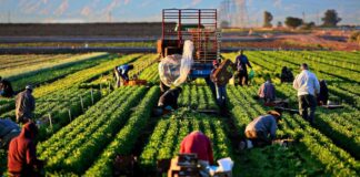 SE PRECISA PEÓN AGRÍCOLA (H/M), PARA LABORES DE CAMPO. CONTRATO ESTABLE, BUEN SUELDO Y BENEFICIOS Peón Agrícola Hombre y Mujer Granja de Verduras y Frutas en España Empleo sin experiencia en España Agricultural Laborers Vegetable and Fruit Farm