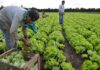 SE PRECISA PEÓN/A AGRÍCOLA (POCA EXPERIENCIA), CONTRATO ESTABLE. SALARIO 1410 € AL MES Peón/a Agrícola en España empleo en València Peón/a Agrícola en España Agricultural Laborer in Spain employment in Valencia Agricultural Laborer in Spain