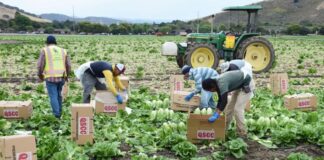 SE SOLICITAN 4 PEONES/AS AGRÍCOLAS PARA GRANJA DE VERDURAS (NO REQUIERE EXPERIENCIA PREVIA), TURNO DE MAÑANA DE LUNES A VIERNES Peones Agrícolas Granja de Verduras Empleo en Berrien Springs Empleo en Michigan Granja de Verduras en USA Empleo sin experiencia USA Farm Laborers Vegetable Farm