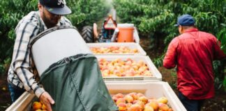 SE SOLICITAN 26 PEONES/AS AGRÍCOLAS PARA GRANJA (POCA EXPERIENCIA), RECOLECCIÓN Y EMPAQUE DE DURAZNOS. BUEN PAGO Peones Agrícolas Para Granja Recolección y Empaque de Duraznos Empleo en Colorado Granja en USA Farm Laborers Picking and Packing Peaches Employment in Colorado Farm in USA
