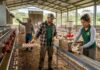 SE SOLICITA PERSONAL PARA GRANJA AVÍCOLA (MÍNIMA EXPERIENCIA), PLANTA DE PRODUCCIÓN. TURNOS ROTATIVOS, SALARIO COMPETITIVO Personal para Granja Avícola en Costa Rica empleo de peón en Costa Rica Personnel for Poultry Farm in Costa Rica laborer employment in Costa Rica Empleos Urgentes