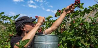 SE SOLICITAN RECOLECTORES DE MORA (POCA EXPERIENCIA), 24 VACANTES. 35 HORAS SEMANALES, BUEN PAGO Recolectores de Mora en USA empleo de recolectores en Estados Unidos Empelo en Carolina del Norte Blackberry Pickers in the USA employment of pickers in the United States