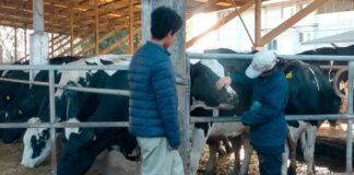 SE SOLICITAN TRABAJADORES GANADEROS PARA RANCHO (3 PUESTOS), POCA EXPERIENCIA. PAGO $3231,36 AL MES Trabajadores Ganaderos Para Rancho en Estados Unidos empleo en Chinook empleo en Montana Livestock Ranch Workers in the United States