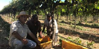 SE SOLICITAN TRABAJADORES/AS DE CAMPO PARA VIÑEDOS (24 VACANTES). PAGO HASTA $25.00 POR HORA Trabajadores de Campo para Viñedos en Healdsburg Empleo en California Trabajadores de Campo para Viñedos en USA Field Workers for Vineyards in the USA
