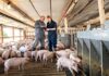 SE SOLICITAN TRABAJADORES/AS DE GRANJA PORCINA (5 PUESTOS), NO REQUIERE EXPERIENCIA. SALARIO HASTA $4440,00 AL MES + ALOJAMIENTO Y BENEFICIOS Trabajadores de Granja Porcina en Canadá Empleo en Manitoba Empleo sin experiencia en Canadá Pig Farm Workers in Canada Jobs in Manitoba Jobs without experience in Canada