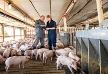 SE SOLICITAN TRABAJADORES/AS DE GRANJA PORCINA (5 PUESTOS), NO REQUIERE EXPERIENCIA. SALARIO HASTA $4440,00 AL MES + ALOJAMIENTO Y BENEFICIOS Trabajadores de Granja Porcina en Canadá Empleo en Manitoba Empleo sin experiencia en Canadá Pig Farm Workers in Canada Jobs in Manitoba Jobs without experience in Canada