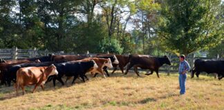 SE BUSCA AYUDANTE GENERAL DE RANCHO (POCA EXPERIENCIA), CONTRATO ESTACIONAL. BUEN PAGO POR HORA + ALOJAMIENTO GRATUITO Ayudante general de rancho de ganadao en colorado General Assistant at a Colorado Cattle Ranch