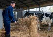 Ayudantes Generales Para Granja de Ganado en Canadá Empleo en Manitoba Empleo sin experiencia en Canadá General Farm Helpers in Canada
