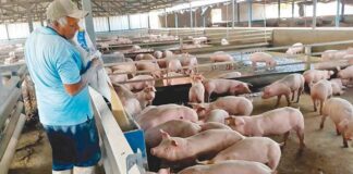 SE SOLICITA OPERADOR DE GRANJA (CON O SIN EXPERIENCIA), TIEMPO COMPLETO. SE OFRECE BUEN SUELDO Y CAPACITACIÓN Operador de Granja Cefusa Empleo sin experiencia en España Empleo en Murcia provincia Cefusa Farm Operator Job without experience in Spain Job in Murcia province