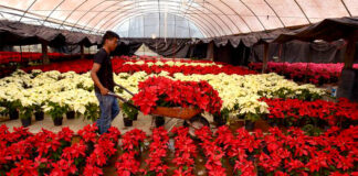 SE PRECISAN OPERARIOS/AS DE VIVERO E INVERNADERO (10 VACANTES), MÍNIMA EXPERIENCIA. JORNADA COMPLETA, BUEN SALARIO Operarios de Vivero e Invernadero en España peones agrícolas en España Empleo en Valdejalón Empleo en Zaragoza Nursery and Greenhouse Workers in Spain
