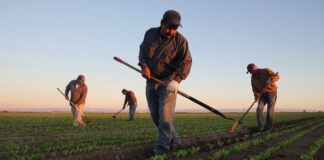 SE INCORPORA PEÓN AGRÍCOLA (NO REQUIERE EXPERIENCIA), 40 HORAS SEMANALES. PAGO $23.08 POR HORA Peón Agrícola en USA empleo sin experiencia en USA empleo en Hooker empleo en Oklahoma Farm Worker in USA employment without experience in USA