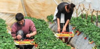 SE SOLICITA PEÓN AGRÍCOLA (MÍNIMA EXPERIENCIA), BUEN SUELDO. CONTRATO FIJO DISCONTINUO Peón Agrícola peones agrícolas en España Empleo en Aguilar de Campoo Empleo en Palencia Agricultural Worker in Spain Employment in Aguilar de Campoo Employment in Palencia