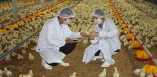 SE NECESITA PERSONAL PARA GRANJA AVÍCOLA (POCA EXPERIENCIA), 35 VACANTES. EXCELENTE PAGO POR HORA Personal Para Granja Avícola en USA empleo en Nueva York Trabajadores Avícolas en Estados Unidos Poultry Farm Staff in USA Jobs in New York Poultry Workers in the United States