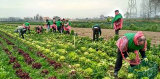SE PRECISA TRABAJADOR AGRÍCOLA (MÍNIMA EXPERIENCIA), TIEMPO COMPLETO. SE OFRECE FORMACIÓN Y CAPACITACIÓN, BUEN SALARIO Trabajador Agrícola en España peones agrícolas en España empleo en Aguilar de Campoo empleo en Palencia Agricultural Worker in Spain agricultural laborers in Spain